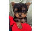 Donana M/F Yorkshire Terrier Puppies Available Now