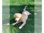 Golden Pyrenees PUPPY FOR SALE ADN-835771 - Golden Retriever pyrenees