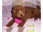 Poodle (Toy) PUPPY FOR SALE ADN-835986 - Poodle Puppy Male Red Purebred