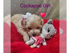 Cockapoo PUPPY FOR SALE ADN-835964 - Cockapoo