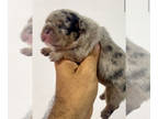 French Bulldog PUPPY FOR SALE ADN-835903 - Big Rope Pet Only Optio Merle Fluffy