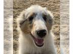 Shetland Sheepdog PUPPY FOR SALE ADN-835751 - Blue merle female