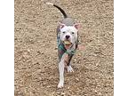 Landon, Terrier (unknown Type, Medium) For Adoption In Silverdale, Washington