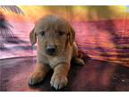 Golden Retriever Puppy for sale in Fort Wayne, IN, USA