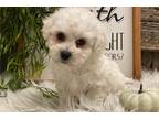 Bichon Frise Puppy for sale in Fort Wayne, IN, USA