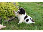 Newfoundland Puppy for sale in Canton, OH, USA