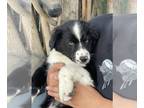 Australian Shepherd PUPPY FOR SALE ADN-836519 - Australian shepherd puppies