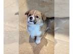 Pembroke Welsh Corgi PUPPY FOR SALE ADN-836474 - Mabel