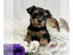 Yorkshire Terrier PUPPY FOR SALE ADN-836314 - Baby Kallie