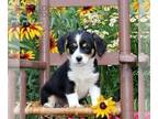 Cavapoo-Pembroke Welsh Corgi Mix PUPPY FOR SALE ADN-836407 - Corgi Cavapoo Mix