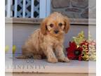 Cavapoo PUPPY FOR SALE ADN-836228 - F1 Cavapoo