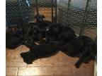 Shepradors PUPPY FOR SALE ADN-836415 - Sheprador Puppies for Sale