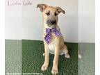 Irish Terrier Mix DOG FOR ADOPTION RGADN-1378572 - Lola - Irish Terrier / Mixed