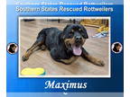 Rottweiler DOG FOR ADOPTION RGADN-1378643 - Maximus - Rottweiler (short coat)