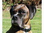 Boxer DOG FOR ADOPTION RGADN-1378657 - Bane - Boxer (short coat) Dog For