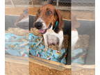 Treeing Walker Coonhound DOG FOR ADOPTION RGADN-1378663 - Essie - Treeing Walker