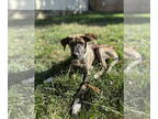 Plott Hound Mix DOG FOR ADOPTION RGADN-1378680 - Stella - Plott Hound / Terrier