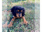 Cavalier King Charles Spaniel DOG FOR ADOPTION RGADN-1378807 - Arlo - Cavalier