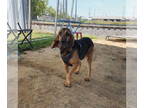 Bloodhound DOG FOR ADOPTION RGADN-1378990 - Daisey - Bloodhound Dog For Adoption