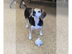 Beagle DOG FOR ADOPTION RGADN-1379125 - OSCAR - Beagle (medium coat) Dog For