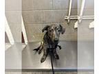 Dachshund Mix DOG FOR ADOPTION RGADN-1379143 - SIMO - Dachshund / Mixed (medium