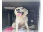 Great Pyrenees DOG FOR ADOPTION RGADN-1379192 - MAGNOLIA* - Great Pyrenees