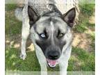 Huskies Mix DOG FOR ADOPTION RGADN-1379244 - DUSK - Husky / Mixed (medium coat)