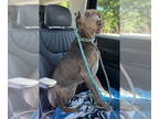 Doberman Pinscher Mix DOG FOR ADOPTION RGADN-1379294 - Penelope - Doberman