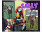 Chesapeake Bay Retriever DOG FOR ADOPTION RGADN-1379363 - SALLY - Chesapeake Bay