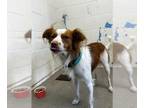 Papillon Mix DOG FOR ADOPTION RGADN-1379456 - ALFIE - Papillon / Mixed (medium