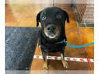 Rottweiler DOG FOR ADOPTION RGADN-1379510 - PARKED CAR - Rottweiler (medium