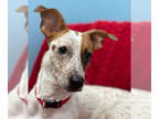 Dachshund Mix DOG FOR ADOPTION RGADN-1379543 - Emily - Dachshund / Mixed (short