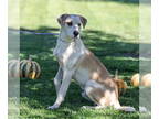 Labrador Retriever Mix DOG FOR ADOPTION RGADN-1379591 - *RUFUS - Labrador