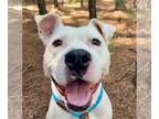 Dogo Argentino Mix DOG FOR ADOPTION RGADN-1379687 - GAVIN - Dogo Argentino /