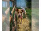 Beagle Mix DOG FOR ADOPTION RGADN-1379741 - Camo (Foster or Adopter Needed!) -