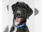 Labradoodle DOG FOR ADOPTION RGADN-1379779 - Leland - Poodle (Standard) /