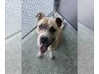 American Pit Bull Terrier DOG FOR ADOPTION RGADN-1379992 - LISA - Pit Bull