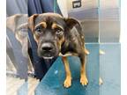 Black Mouth Cur Mix DOG FOR ADOPTION RGADN-1380016 - WALLER - Black Mouth Cur /