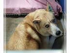 Siberian Husky Mix DOG FOR ADOPTION RGADN-1380057 - Champ - Shepherd / Siberian