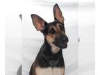 German Shepherd Dog DOG FOR ADOPTION RGADN-1380145 - *BELLINA - German Shepherd