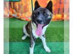 Akita DOG FOR ADOPTION RGADN-1380169 - *RICO - Akita (medium coat) Dog For