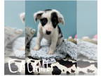 Borador DOG FOR ADOPTION RGADN-1380186 - Cami (Cassy's Litter) - Border Collie /