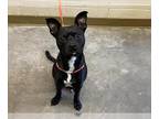 Rat Terrier Mix DOG FOR ADOPTION RGADN-1380364 - ANDY - Rat Terrier / Mixed