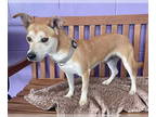 Labrador Retriever Mix DOG FOR ADOPTION RGADN-1380552 - **SCRAPPY DOO** -