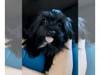 Shih Tzu Mix DOG FOR ADOPTION RGADN-1380572 - Luca - Shih Tzu / Yorkshire