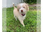 Shih Tzu Mix DOG FOR ADOPTION RGADN-1380619 - PEBBLESVET - Shih Tzu / Poodle