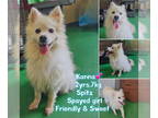 American Eskimo Dog-pomeranian spitz Mix DOG FOR ADOPTION RGADN-1380855 - KANNA