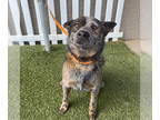 Australian Cattle Dog DOG FOR ADOPTION RGADN-1380889 - *TUG - Queensland Heeler