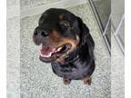 Rottweiler DOG FOR ADOPTION RGADN-1381011 - KING - Rottweiler (medium coat) Dog