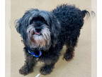 Cocker Spaniel-Poodle (Miniature) Mix DOG FOR ADOPTION RGADN-1381101 - KHLOE -